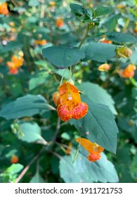 Jewelweed Native Flower Up Close 