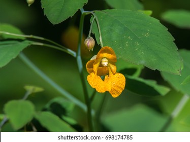 Jewelweed Wild Flowers
