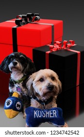 Jewish Havanese Dogs Holding Dreidel And Kosher Stuffed Toy Dog Bone Sitting In Front Of Red And Black Wrapped Gifts For Hanukkah