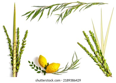 Jewish holiday of Sukkot. Traditional symbols (The four species): Etrog (citron), lulav (palm branch), hadas (myrtle), arava (willow) - Shutterstock ID 2189386429