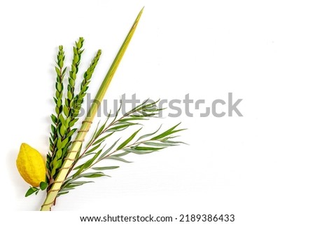 Jewish holiday of Sukkot. Traditional symbols (The four species): Etrog (citron), lulav (palm branch), hadas (myrtle), arava (willow)