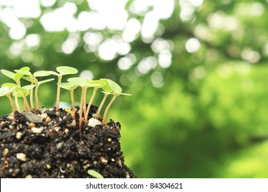 Jew's mallow sprouts - Shutterstock ID 84304621