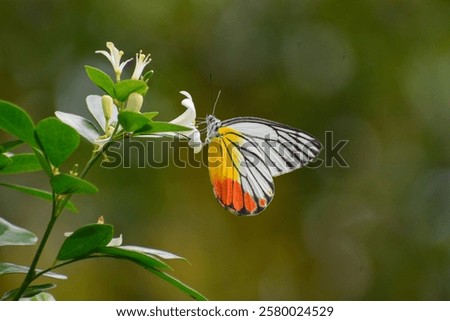 A Jezebel butterfly feeding on nectar in white lime flowers. Photographed in the western part of Singapore.