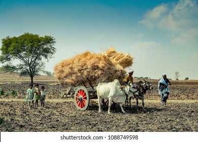 Jhabua, Madhya Pradesh, India - March 1, 2007 : Indian farmer riding bullock cart in rural area at Jhabua.