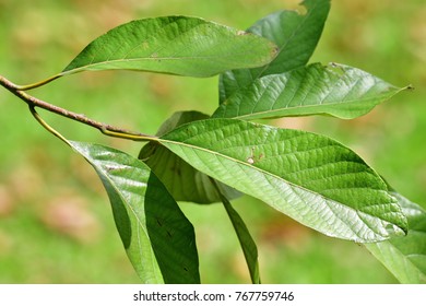 612 Litsea glutinosa Images, Stock Photos & Vectors | Shutterstock