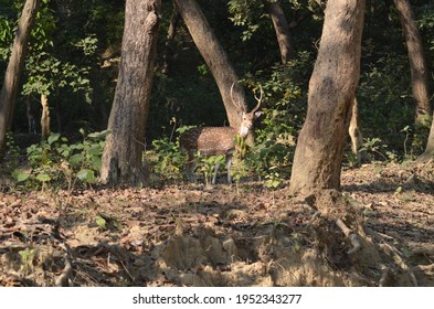 Jim Corbett Park Is That The Oldest Park In India And Was Established In 1936 As Hailey Park To Guard The Endangered Bengal Tiger . It's Located In Nainital District And Pauri Garhwal District Of Utta