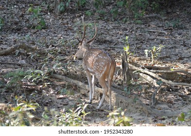 Jim Corbett Park Is That The Oldest Park In India And Was Established In 1936 As Hailey Park To Guard The Endangered Bengal Tiger . It's Located In Nainital District And Pauri Garhwal District Of Utta