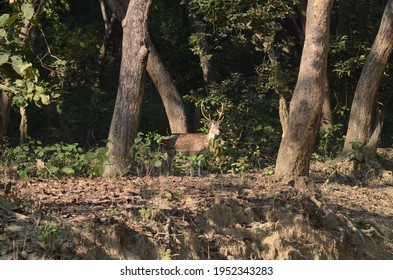 Jim Corbett Park Is That The Oldest Park In India And Was Established In 1936 As Hailey Park To Guard The Endangered Bengal Tiger . It's Located In Nainital District And Pauri Garhwal District Of Utta