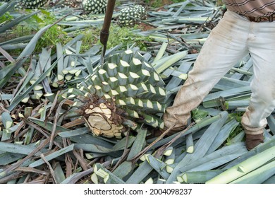 The Jimador Farmer Is Cutting The Stalks Of An Agave Plant.	