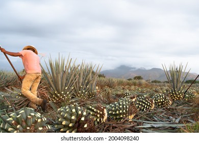 The Jimador Farmer Has Trimmed Many Agave Plants.	