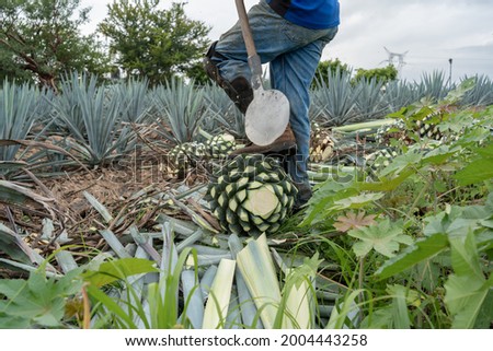 The jimador farmer is resting his foot on the agave to cut the stems of the plant.	