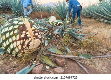 Jimador Or Farmer Working In A Tequila Plantation In Jalisco, Mexico.