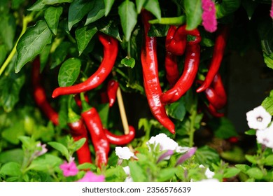  Jimmy nardello Italian pepper in full ripe on the plant