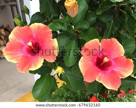 A jimmy Spangler hibiscus flowering