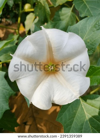 jimson weed or datura metel or angel's trumpet flower