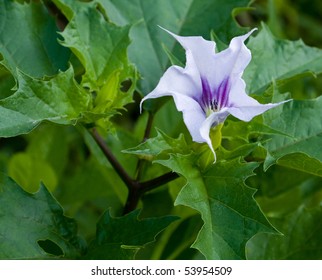 Jimson Weed (Datura Stramonium)