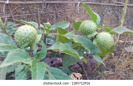  A Jimsonweed Fruit