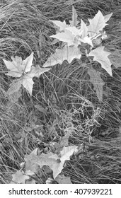 Jimsonweed Grows Along The Native Prairie Dropseed Grass At Nachusa Grasslands Nature Conservancy In Ogle And Lee Counties, Illinois