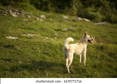 Jindo Dog On Natural Ground