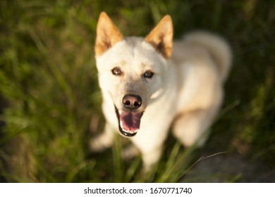 Korean Jindo の画像 写真素材 ベクター画像 Shutterstock