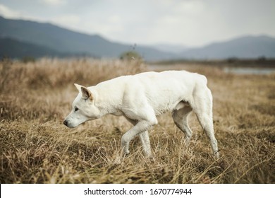 Jindo Dog On Natural Ground