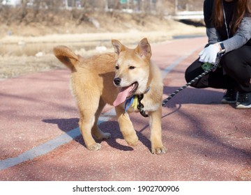 犬 散歩」の写真素材、画像、写真  Shutterstock