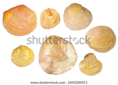 Jingle shells (Anomia simplex - a bivalve mollusc) on white background
