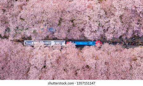 Jinhae Cherry Blossom Festival,South Korea