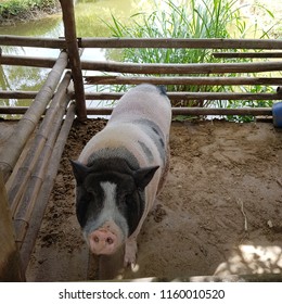 Jinhua Ham Pig Smile