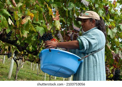 São Joaquim, Santa Catarina, BrazilMarch 28, 2008:Farmer harvesting wine grapes during harvest in Santa Catarina - Brazil. Selective focus on the hands of the rural worker.