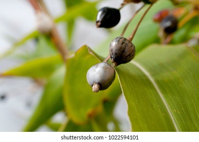 Job's Tears ( Coix Lachryma-jobi ) 