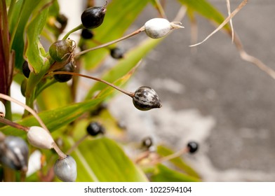 Job's Tears ( Coix Lachryma-jobi ) 