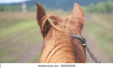 Jockey On A Horse Running Around A Dirt Track During Rain. Red Horse Running On Nature. Sprinting Horse. Slow Motion