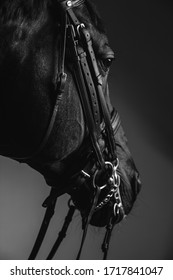 Jockey saddeln das durchdachte Pferd für Dressur oder Reitsport. Pferdegesicht mit Zügeln, Nahaufnahme. Ästhetik, Kleiderordnung, professionelle Ausrüstung, Wettbewerb und Aufregungskonzept