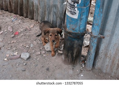 11 Dog hiding behind pole Images, Stock Photos & Vectors | Shutterstock