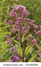 Joe Pye Weed Flowers, Eupatorium Maculatum, In A Wetlands At The Donnelly Preserve In South Windsor, Connecticut.