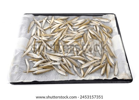 joels in front of white background