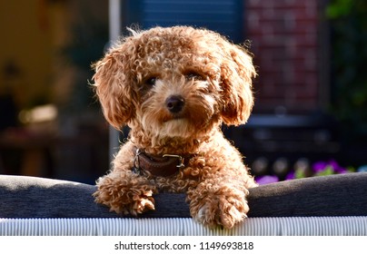 poochon teddy