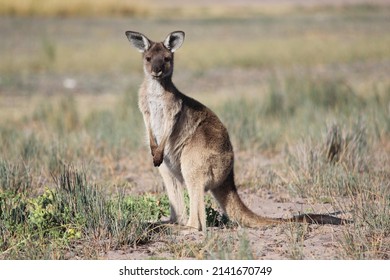 Joey Kangaroo In Dry Grass, South Australia