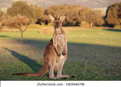 Joey kangaroo at sunset and hills background.  South Australia.