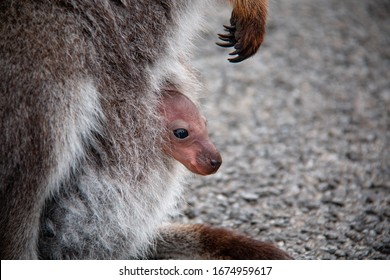 Joey Pademelon in mothers pouch, native australian animal, baby, small kangaroo - Shutterstock ID 1674959617