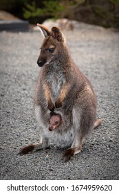 Joey Pademelon in mothers pouch, native australian animal, baby, small kangaroo - Shutterstock ID 1674959620
