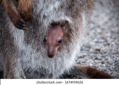 Joey Pademelon in mothers pouch, native australian animal, baby, small kangaroo - Shutterstock ID 1674959626