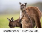 A joey western grey kangaroos. Macropus fuliginosus, subspecies Kangaroo Island kangaroo, standing in the grass.