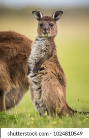 Bebe Kangourou Images Stock Photos Vectors Shutterstock