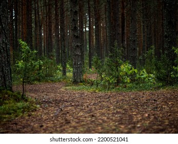 Jogging Path In The Pine Forest