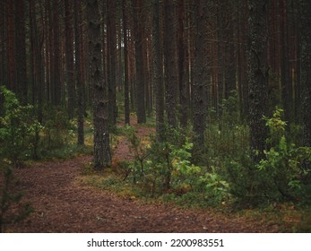 Jogging Path In The Pine Forest