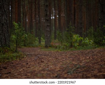 Jogging Path In The Pine Forest