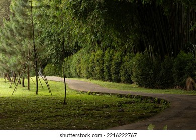 Jogging Path Surrounded By Bamboo Forest And Pine Trees