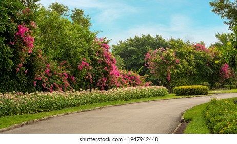 Jogging Track In Garden Of Public Park Among Greenery Trees, Flower Shrub And Bush, Black Asfalt Concrete Walkway Beside Green Grass Lawn In A Good Care Maintenance Landscapes